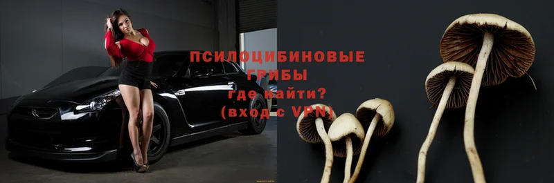 нарко площадка какой сайт  OMG как зайти  Беломорск  Псилоцибиновые грибы Psilocybe 